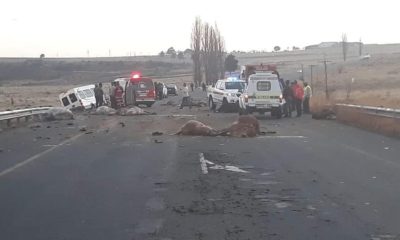 Driver hits 14 Cows