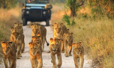 Kruger Park