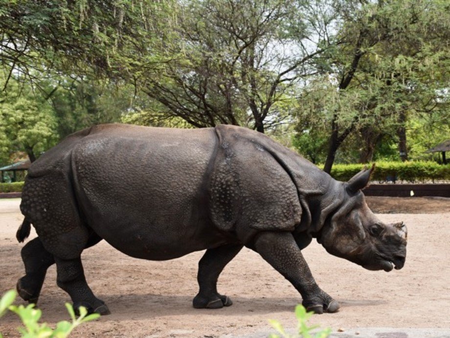Namibia rhino poaching